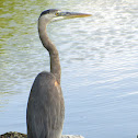 Great Blue Heron