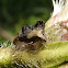 Membracid treehopper