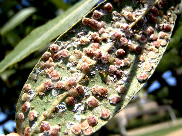 Cochineal Laurel. Cochinilla Del Laurel 