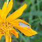 Plains cupid