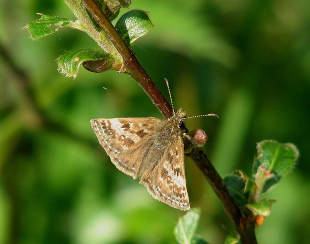 [20080509 Brede High Woods 6b Dingy skipper 2[3].jpg]