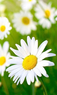How to mod Nature Flowers Wallpaper patch 1.0 apk for bluestacks