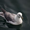 Fulmar boreal