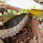 Bryophyllum