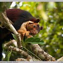 Malabar giant squirrel