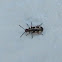 Common asparagus beetle