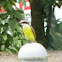 Great kiskadee