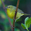 Orange-crowned Warbler