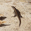 Striped Skink
