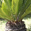 Cycas