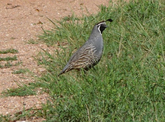 Spotting Image 1