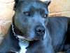 Patrick  Pitbull  Blue  Nose Para Montas