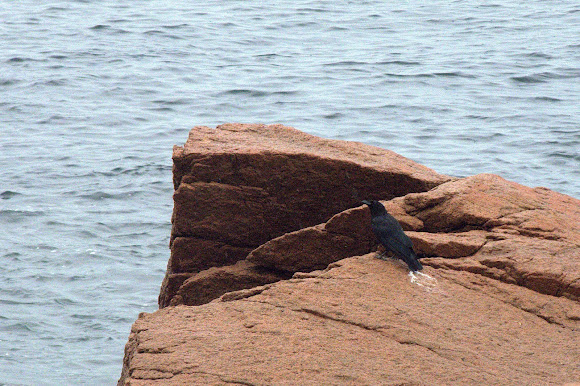 Spotting Image 1