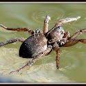 Carolina Wolf Spider