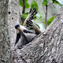 Raccoon