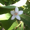 Long leaf Wax flower