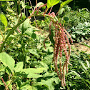Love-lies-bleeding