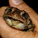 American toad