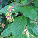 American pokeweed