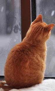 How to install Red Cats Wallpapers lastet apk for android