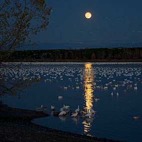 by Shelley O'Connell - Landscape & Nature Waterscapes
