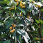 Loquat