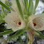 desert flower #2