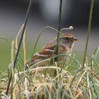 American Tree Sparrow