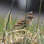 American Tree Sparrow