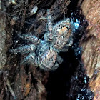 Shaggy-velvet Servaea