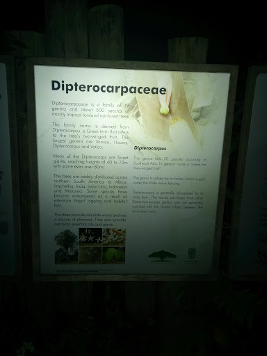 Dipterocarpaceae