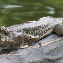 Yellow-spotted Mudskipper