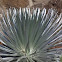 Haleakalā Silversword