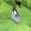 Black-spotted Flash or Common Tit (female)