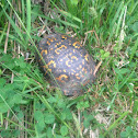 Box Turtle