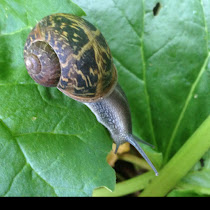 Portland: Urban Biodiversity