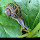 Portland: Urban Biodiversity