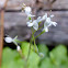 Enchanter's Nightshade