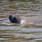 Florida Manatee