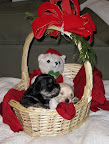 male_female_pups