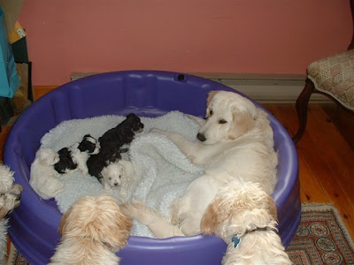 big_dogs_with_small