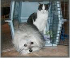 havanese_and_cats