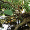 Wattled Jacana