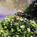 Mallard couple