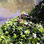 Mallard couple