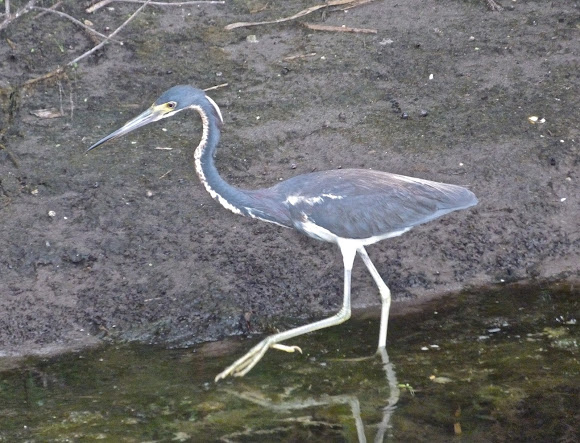 Spotting Image 1