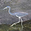 Tricolored heron