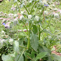 Borage
