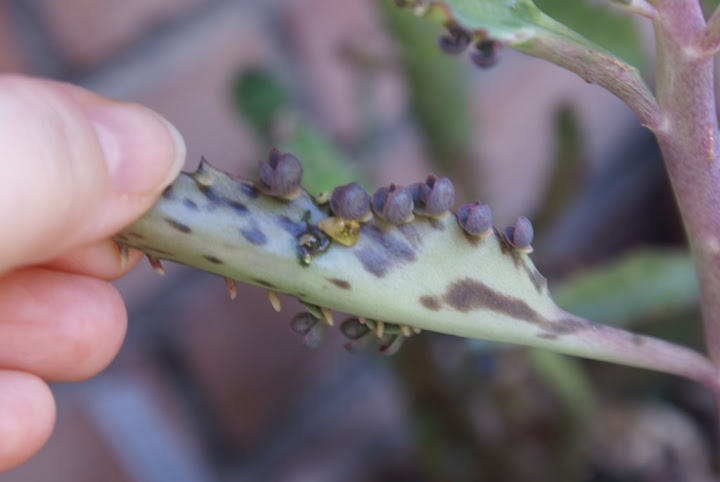 Kalanchoe%20daigremontiana%20con%20parassita%20mieloso%2026-07-08.JPG