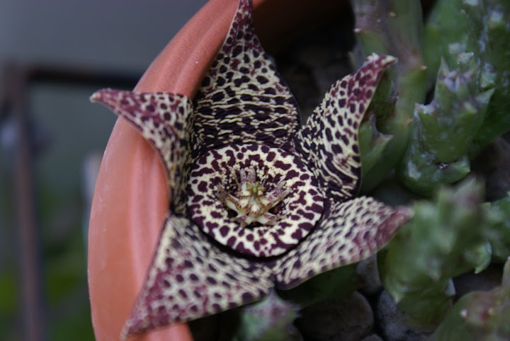 Stapelia%20variegata%20in%20fiore%2018-07-08.JPG